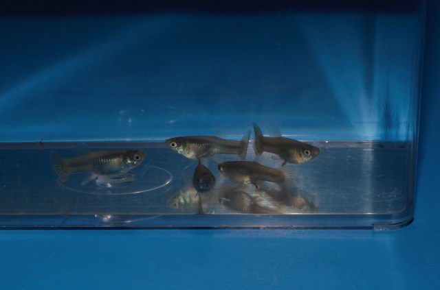 Krstasi gupike gupiji gupi ukrstanja