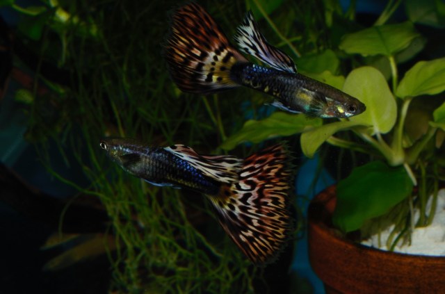 Krstasi gupike gupiji gupi