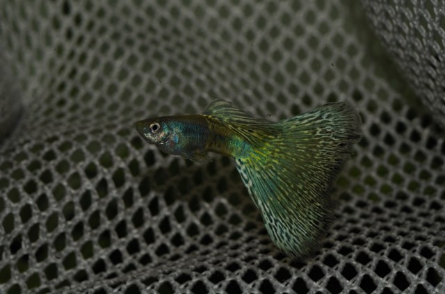 Moscow BiColor Moskovski dvobojac guppy gupike gupi