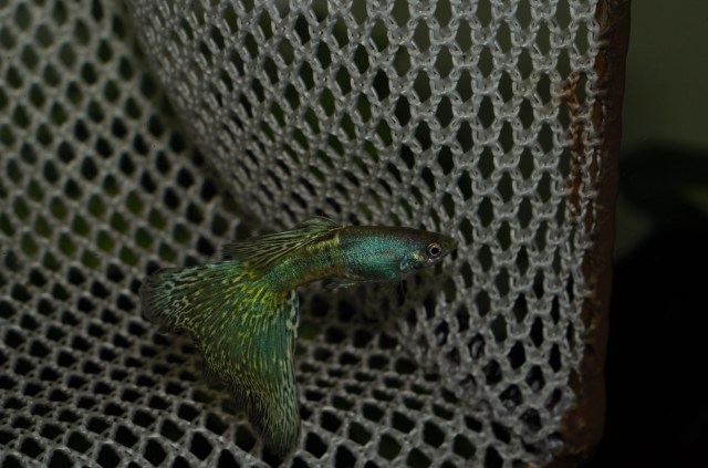 Moscow BiColor Moskovski dvobojac guppy gupike gupi