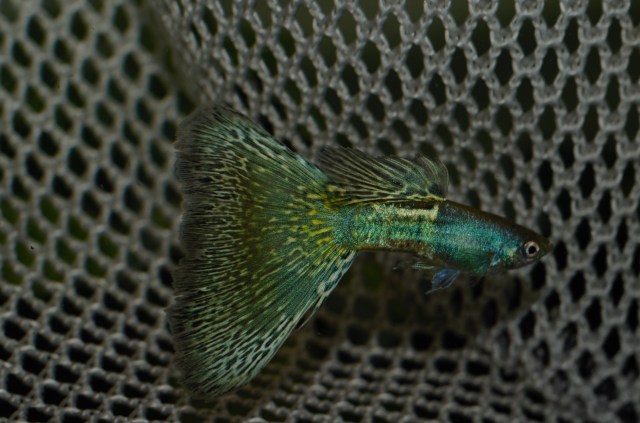 Moscow BiColor Moskovski dvobojac guppy gupike