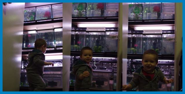 Nikolini akvarijumi - akvariji sa gupikama - gupijima