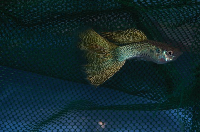 Guppy Culls Variegated Snake Skin