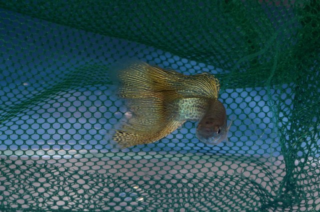 Guppy Culls Variegated Snake Skin