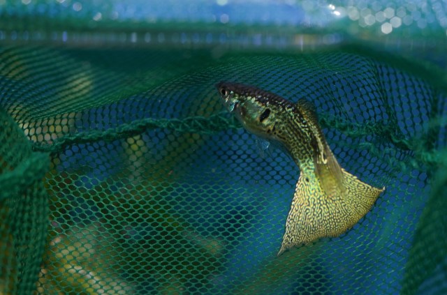 Guppy Culls Variegated Snake Skin