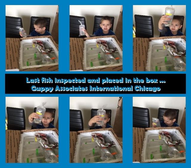 Nikola's guppies GAIC