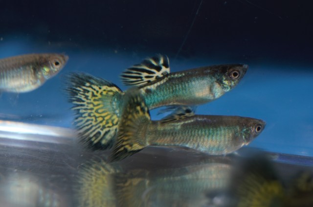 Ukrstene gupike gupiji