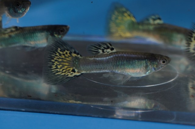 Ukrstene gupike gupiji