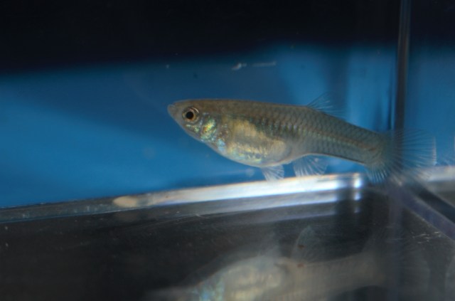 Ukrstene gupike gupiji