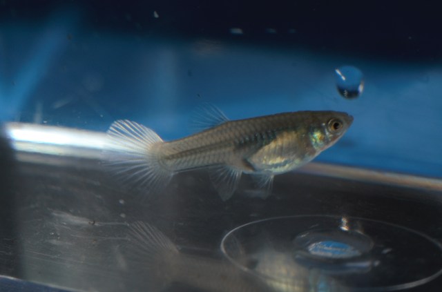 Ukrstene gupike gupiji