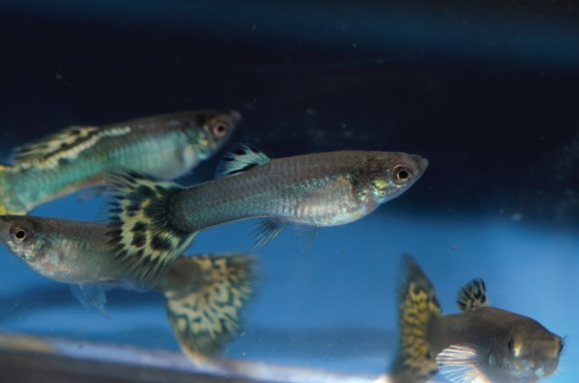 Ukrstene gupike gupiji