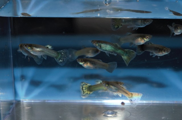 Ukrstene gupike gupiji