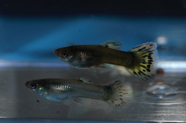 Ukrstene gupike gupiji