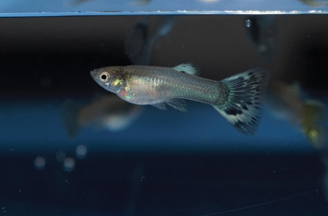 Ukrstene gupike gupiji