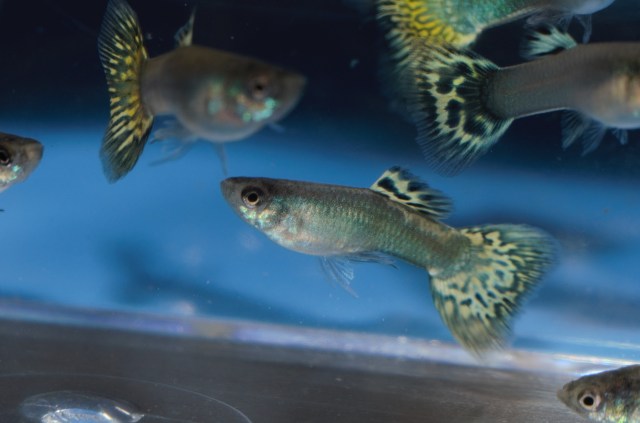 Ukrstene gupike gupiji