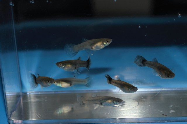 Ukrstene gupike gupiji