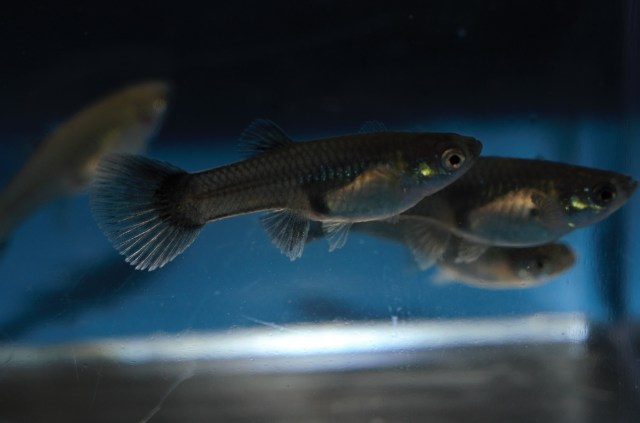 Ukrstene gupike gupiji