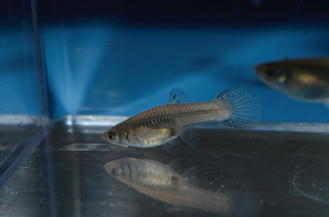 Ukrstene gupike gupiji