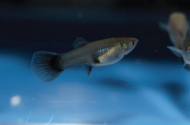 Ukrstene gupike gupiji