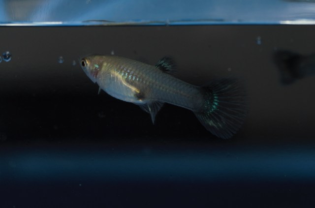 Ukrstene gupike gupiji