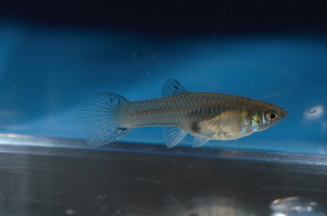 Ukrstene gupike gupiji