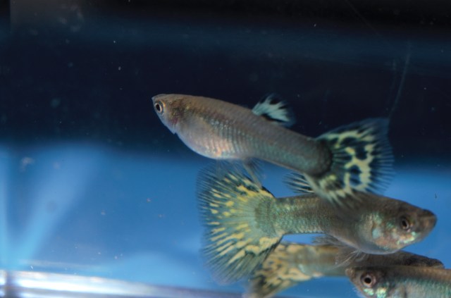 Ukrstene gupike gupiji