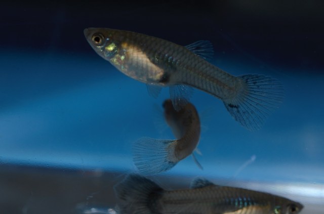 Ukrstene gupike gupiji