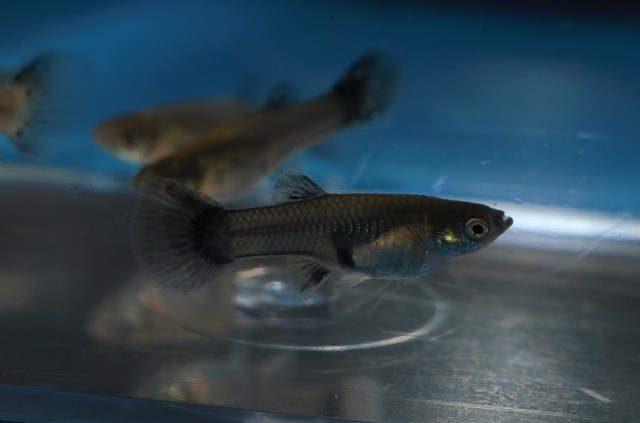 Ukrstene gupike gupiji