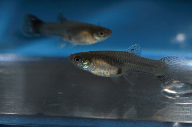 Ukrstene gupike gupiji