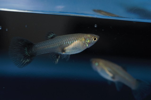 Ukrstene gupike gupiji