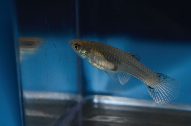 Ukrstene gupike gupiji