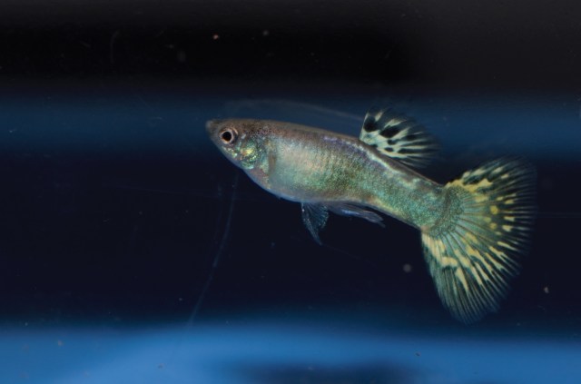 Ukrstene gupike gupiji