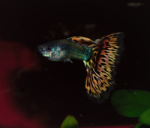 Izlozbene gupike gupiji za konteste