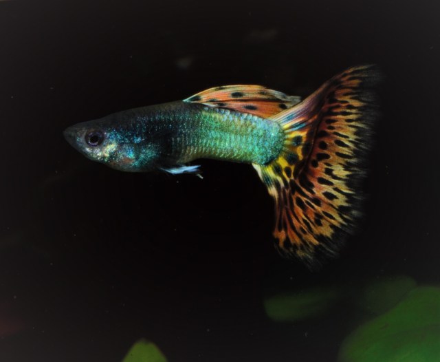 Izlozbene gupike gupiji za konteste