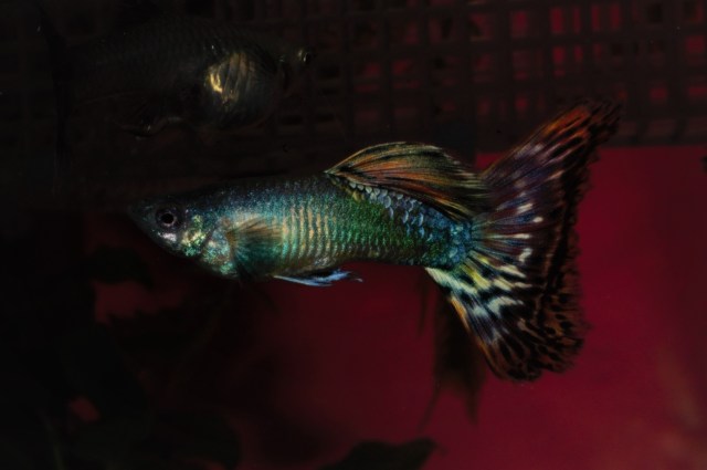 Izlozbene gupike gupiji za konteste