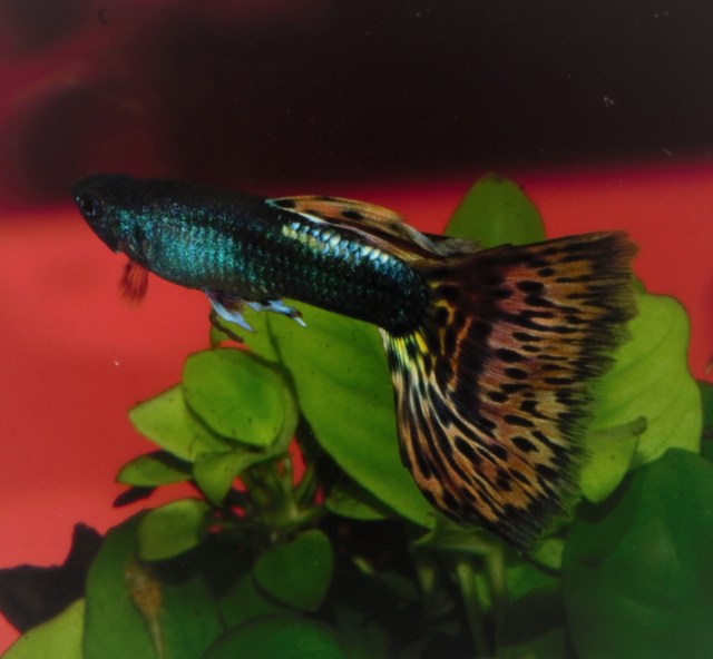 Izlozbene gupike gupiji za konteste