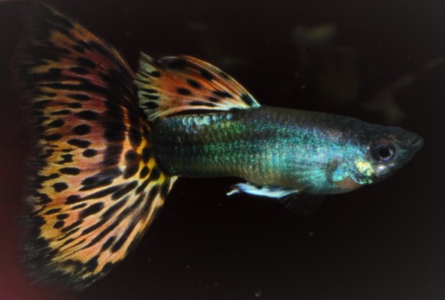 Izlozbene gupike gupiji za konteste