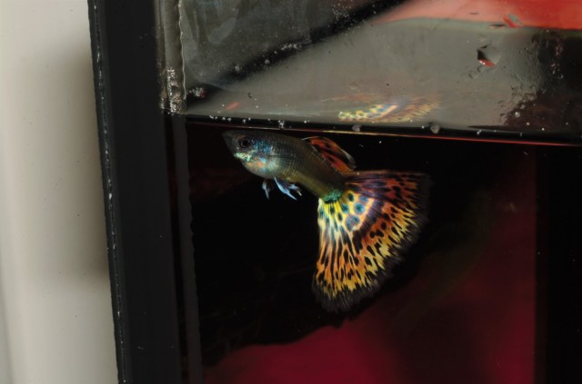 Izlozbene gupike gupiji za konteste