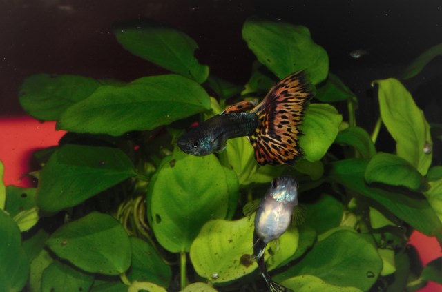 Izlozbene gupike gupiji za konteste