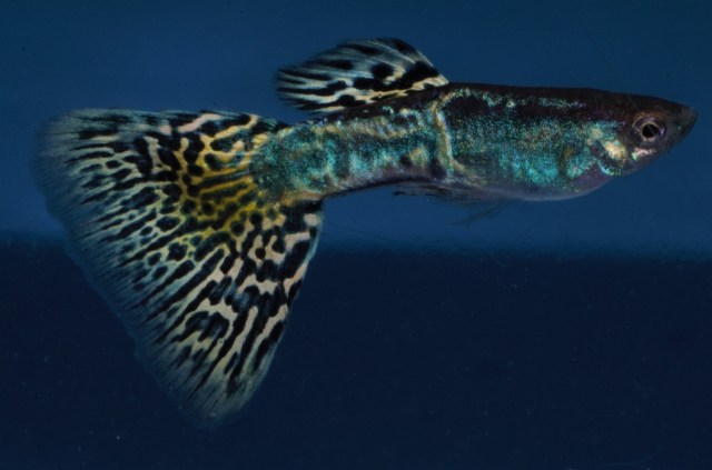 Metal Head Snake Skin