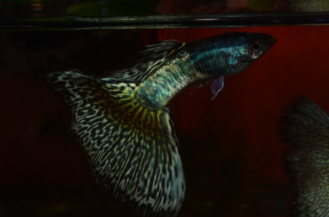 Moscow BiColor guppy guppies