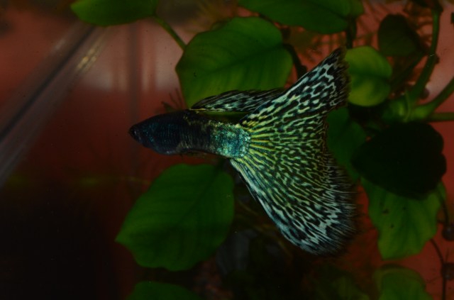 Moscow BiColor guppy guppies