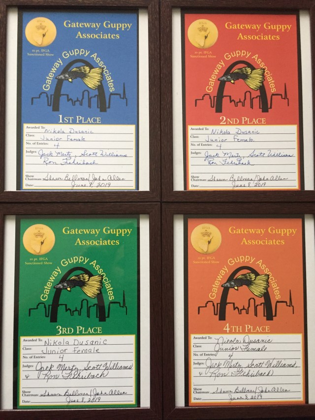 Nikolas IFGA show results