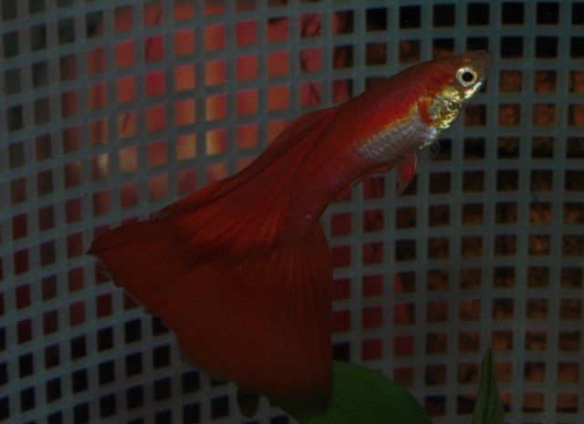 American Red Delta male