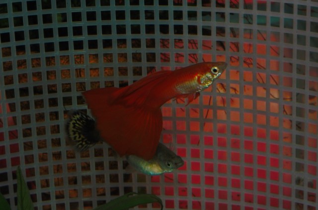 American Red Delta male in to our Mosaic female