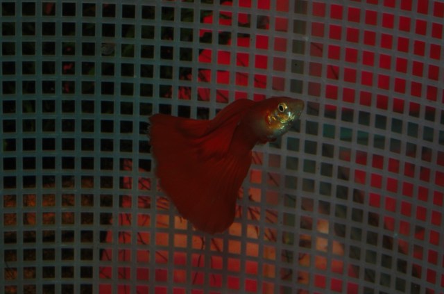 American Red Delta male