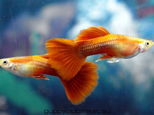 Bakanov V.P. Moscow red