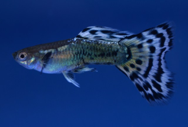 Mosaic guppy guppies