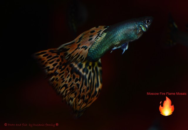 Moscow Fire Flame Mosaic guppy guppies