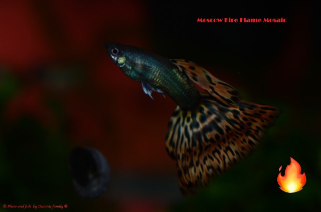 Moscow Fire Flame Mosaic guppy guppies